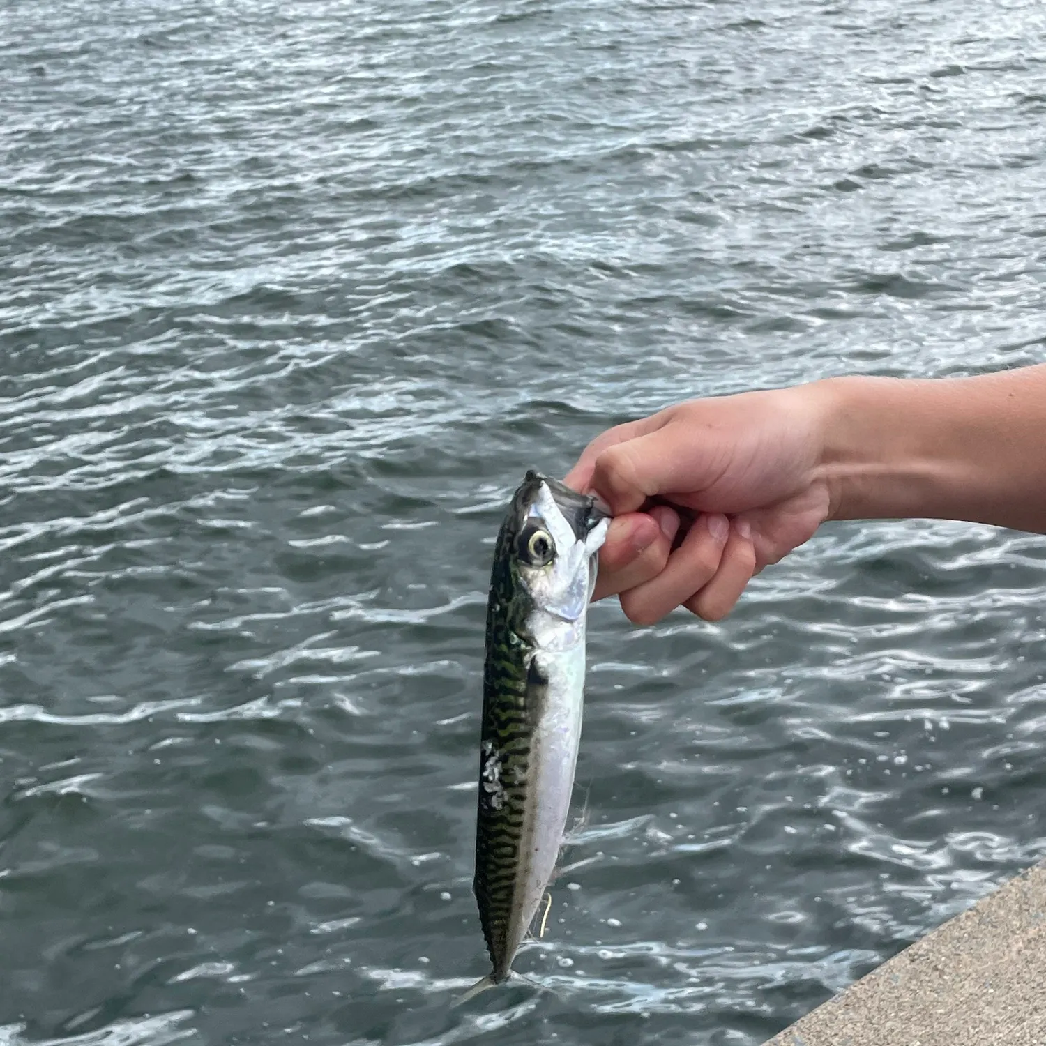 Atlantic mackerel caught on Fishbrain