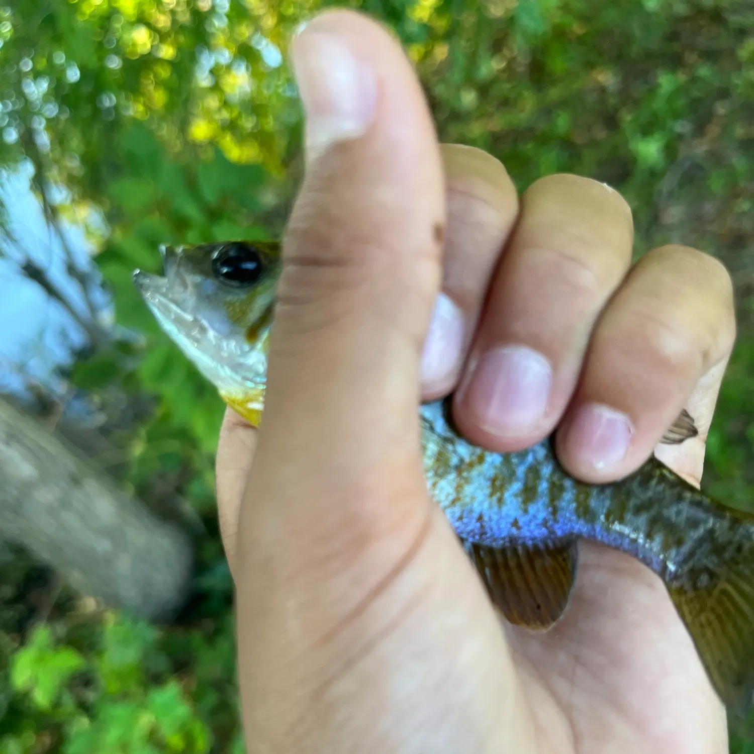 Fish caught on Fishbrain