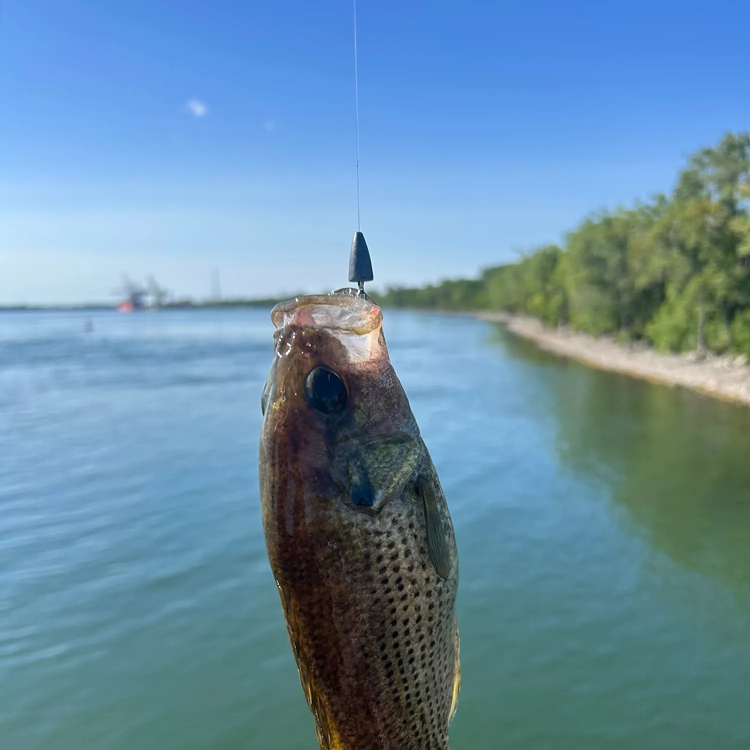 Rock bass caught on Fishbrain