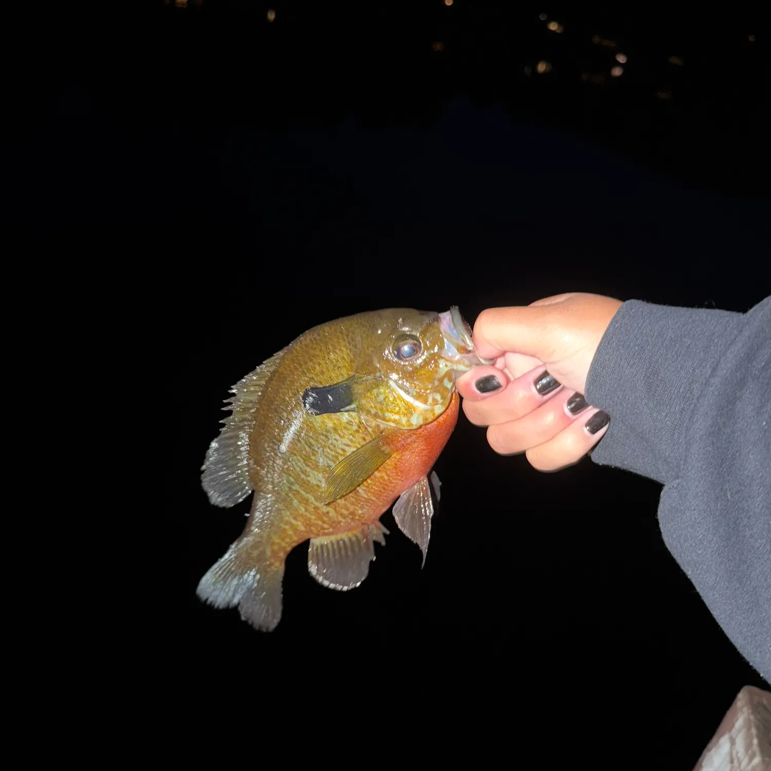 Redbreast sunfish caught on Fishbrain
