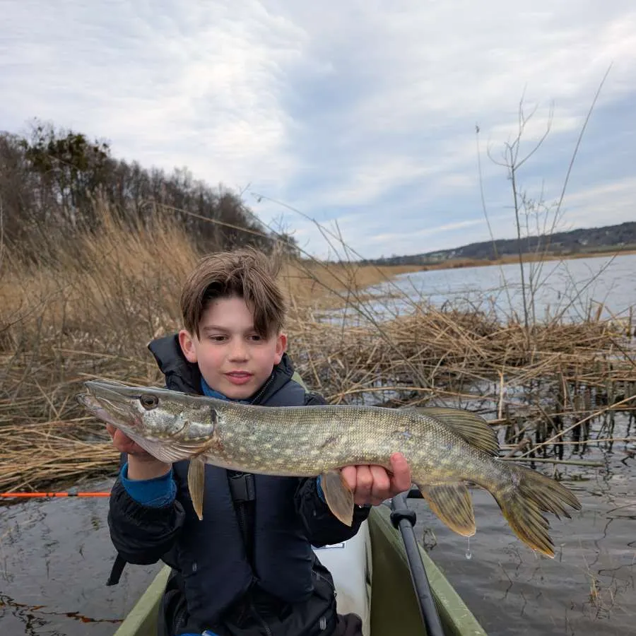 The most recent Northern pike catches on Fishbrain