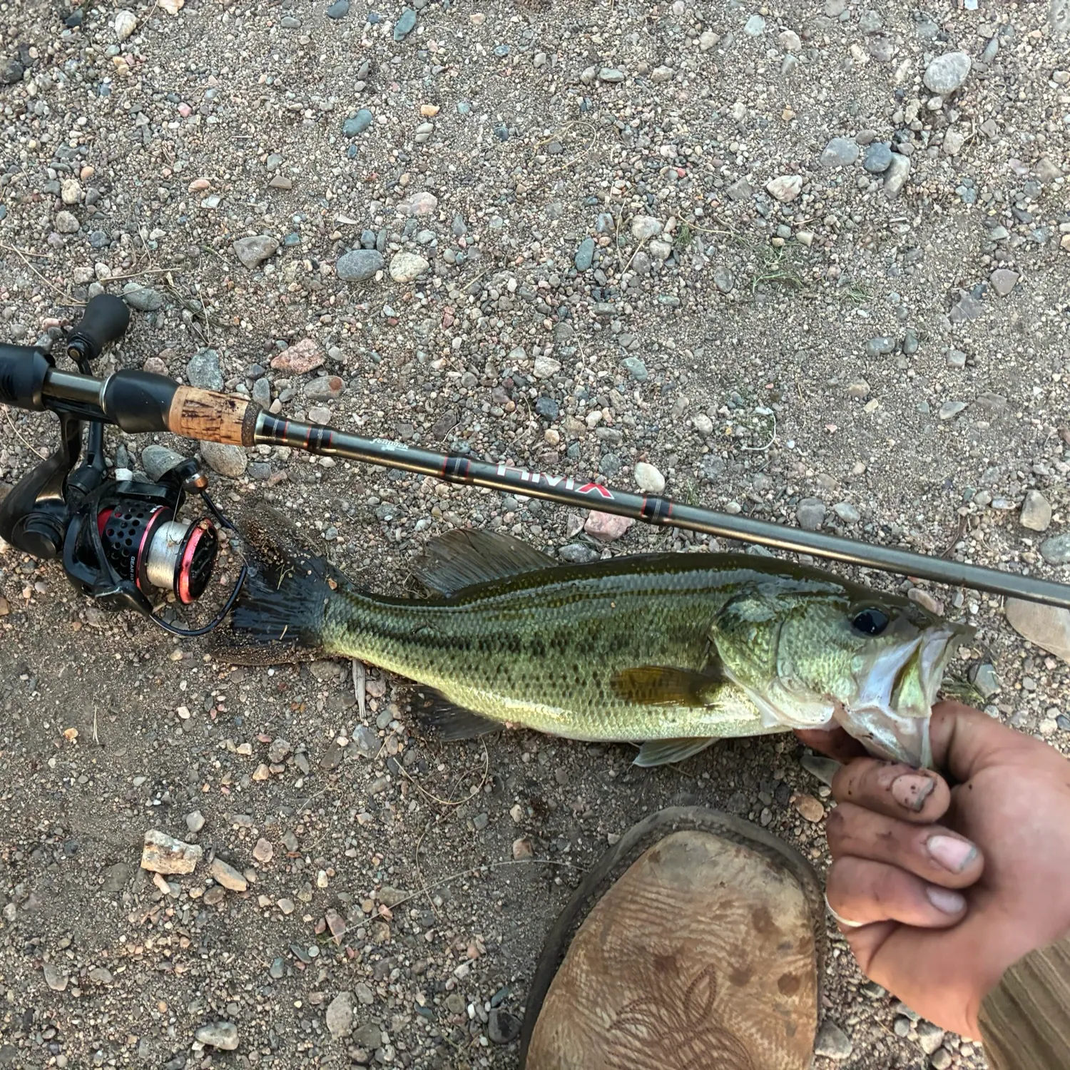 Largemouth bass caught on Fishbrain