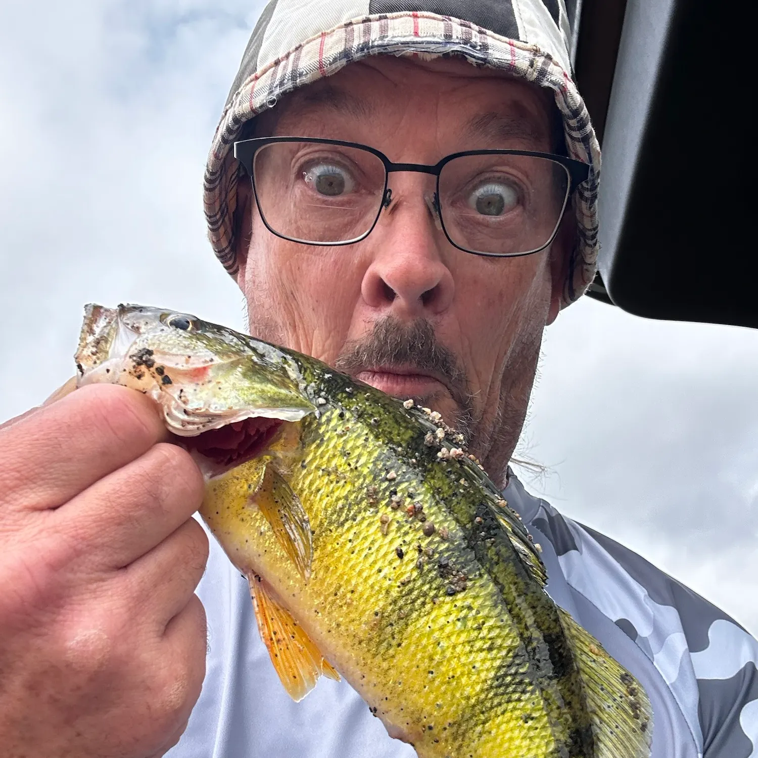 Yellow perch caught on Fishbrain
