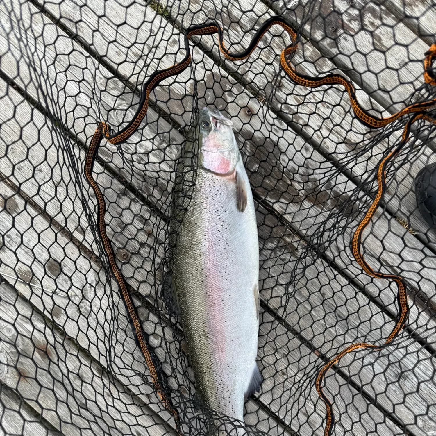 Rainbow trout caught on Fishbrain