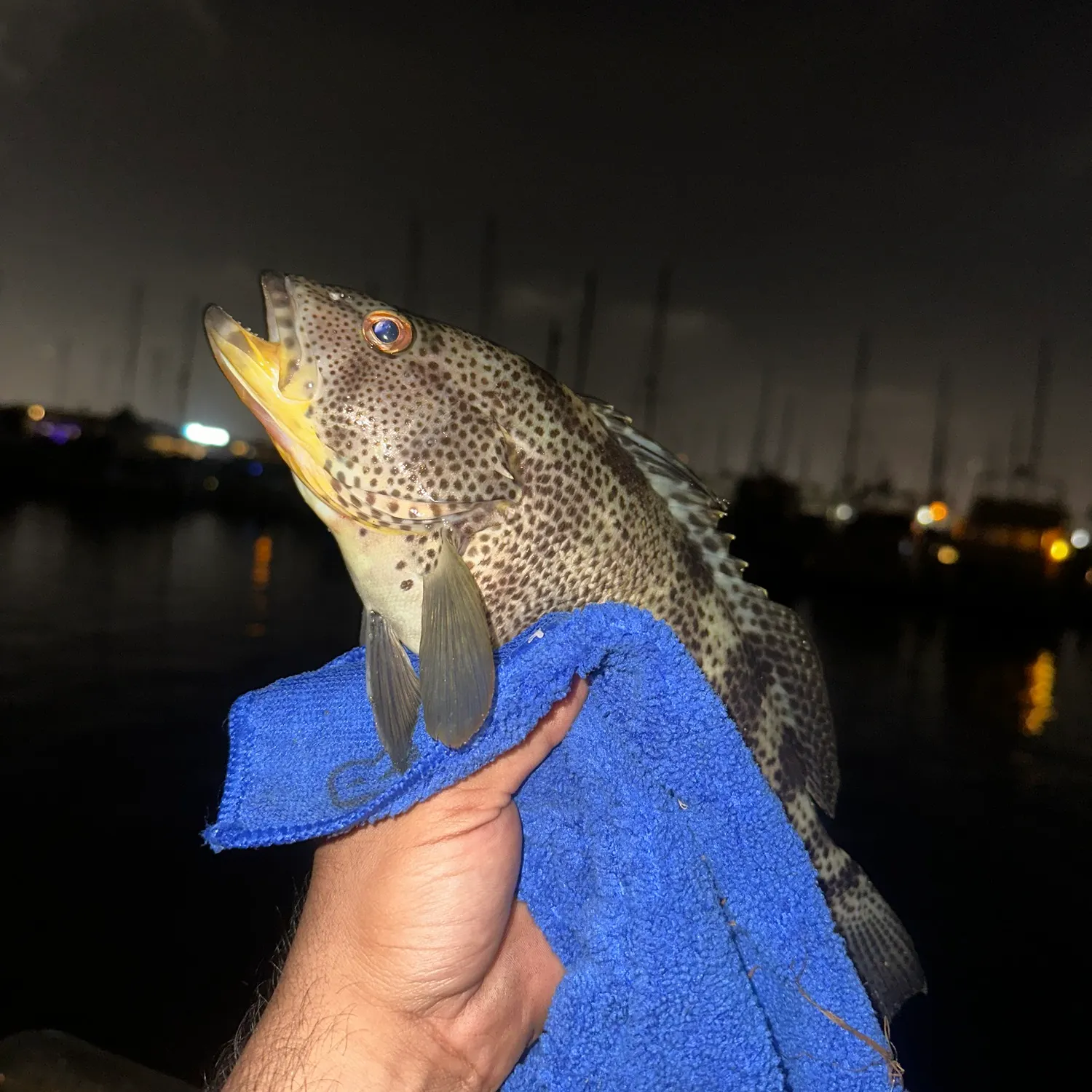 Spotted sand bass caught on Fishbrain