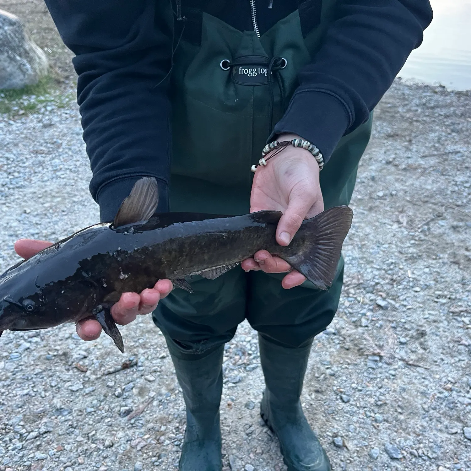 The most recent White bullhead catches on Fishbrain