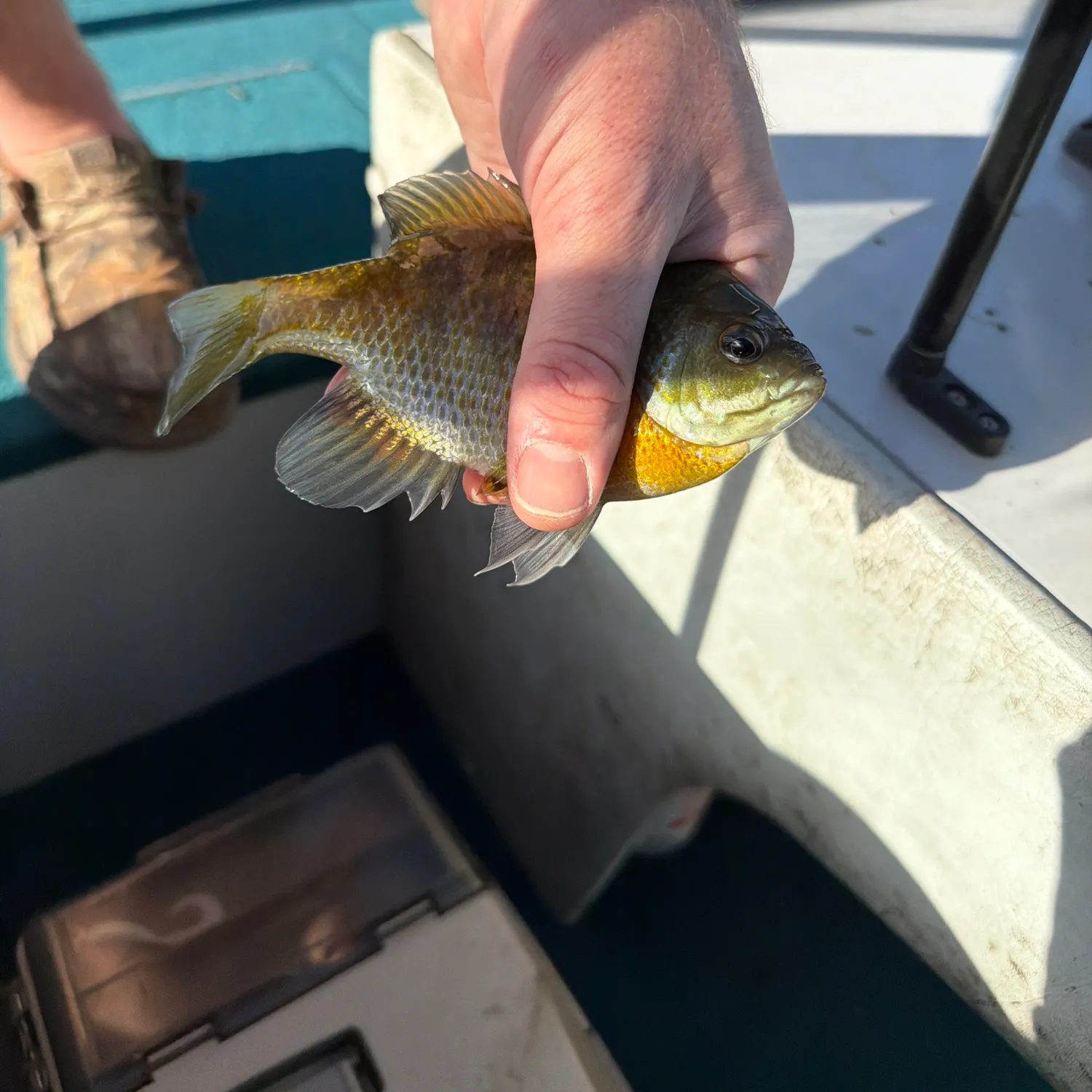 Bluegill caught on Fishbrain