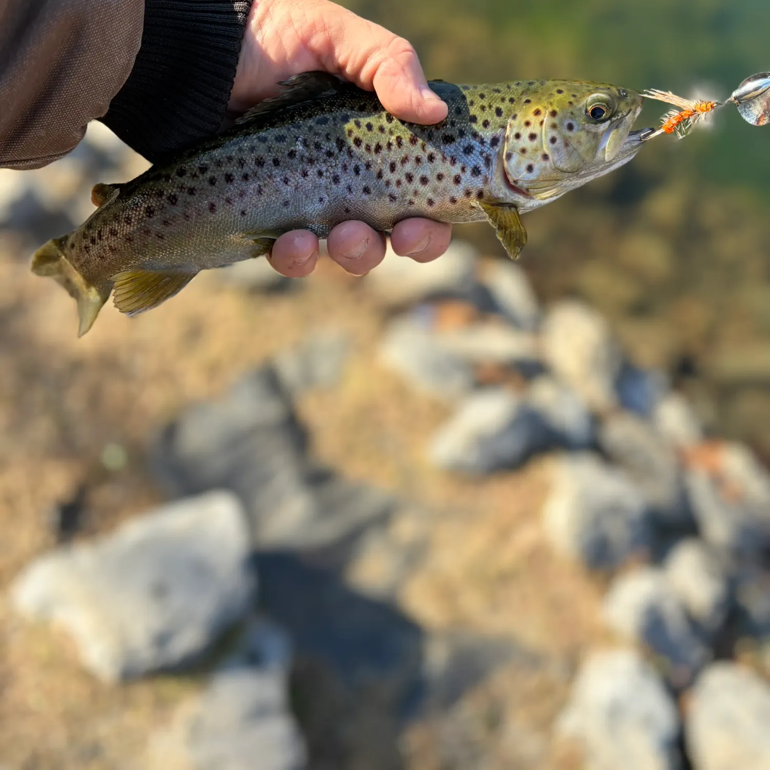 The most recent Brown trout catches on Fishbrain