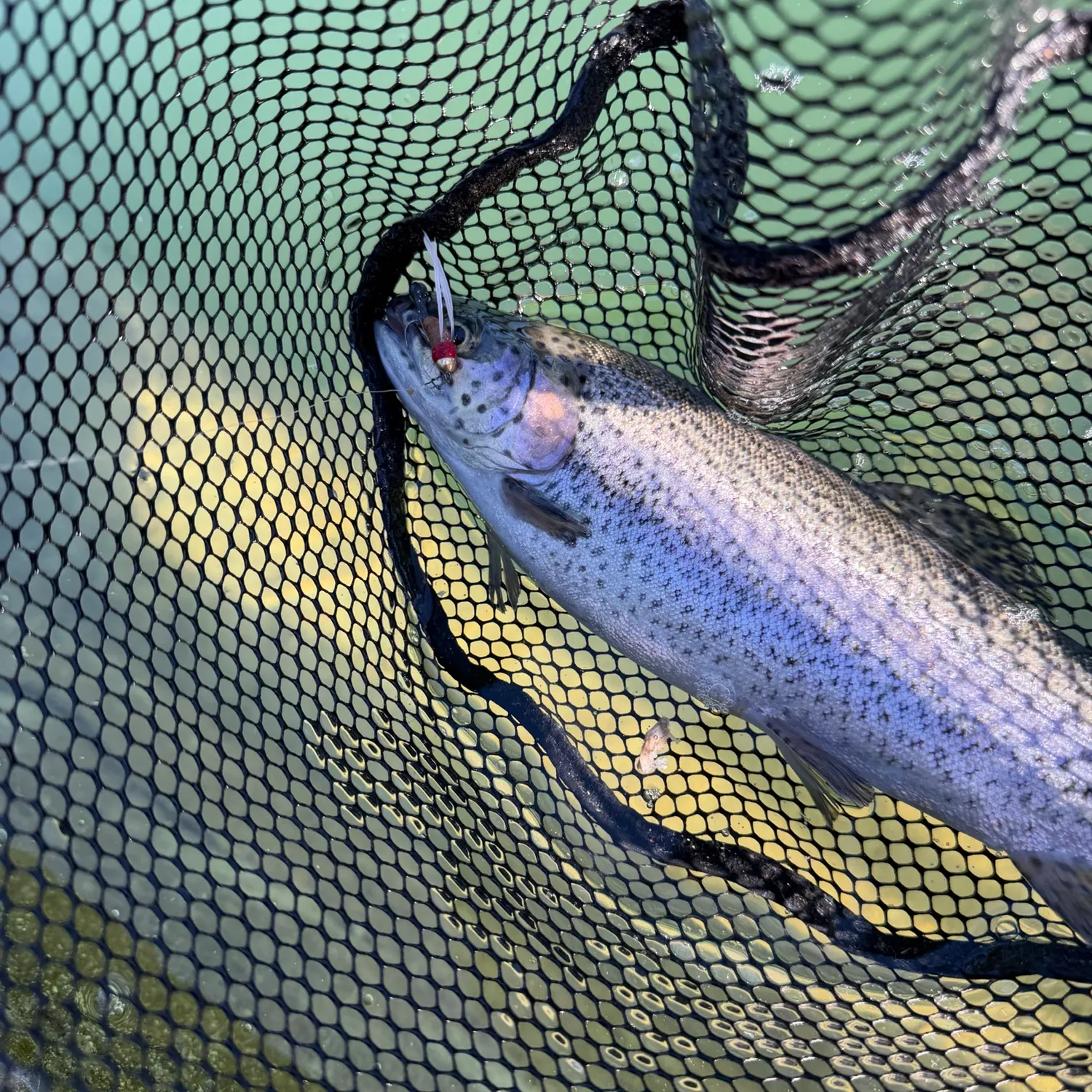 Rainbow trout caught on Fishbrain