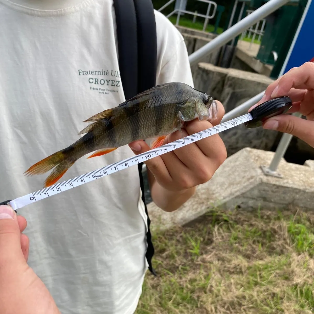 European perch caught on Fishbrain