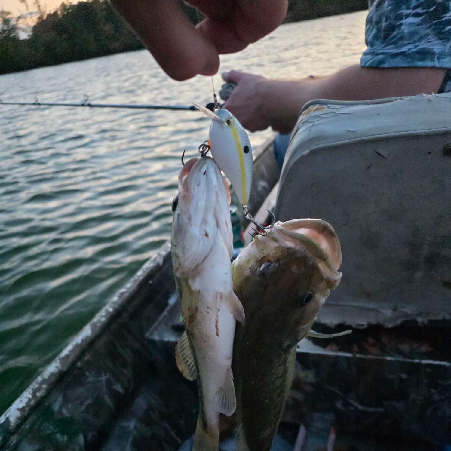 The most recent Alabama bass catches on Fishbrain