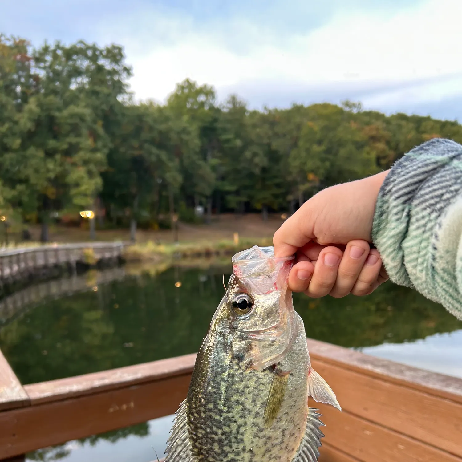 Black crappie caught on Fishbrain
