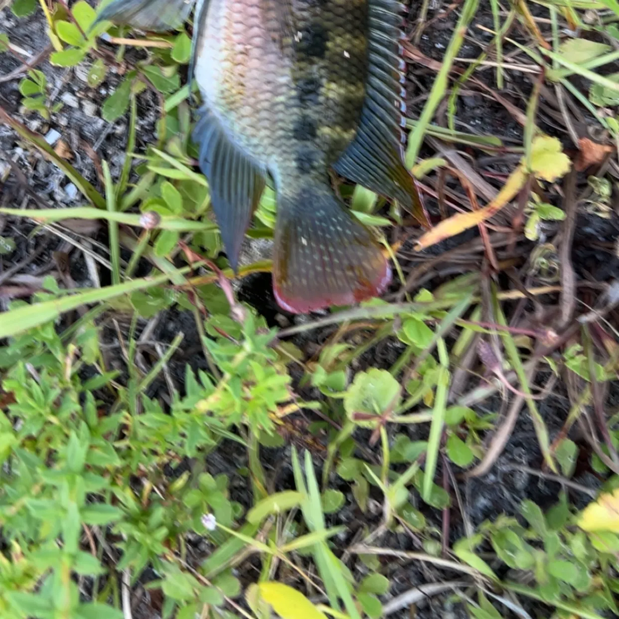 The most recent Spotted tilapia catches on Fishbrain