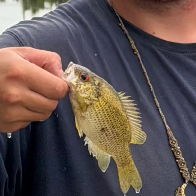 Rock bass caught on Fishbrain