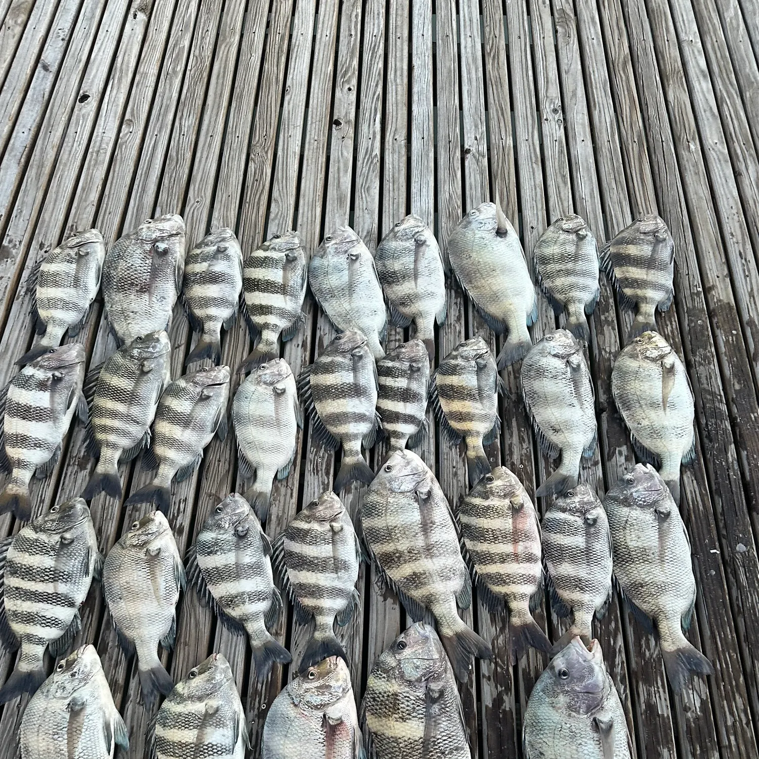 recently logged catches