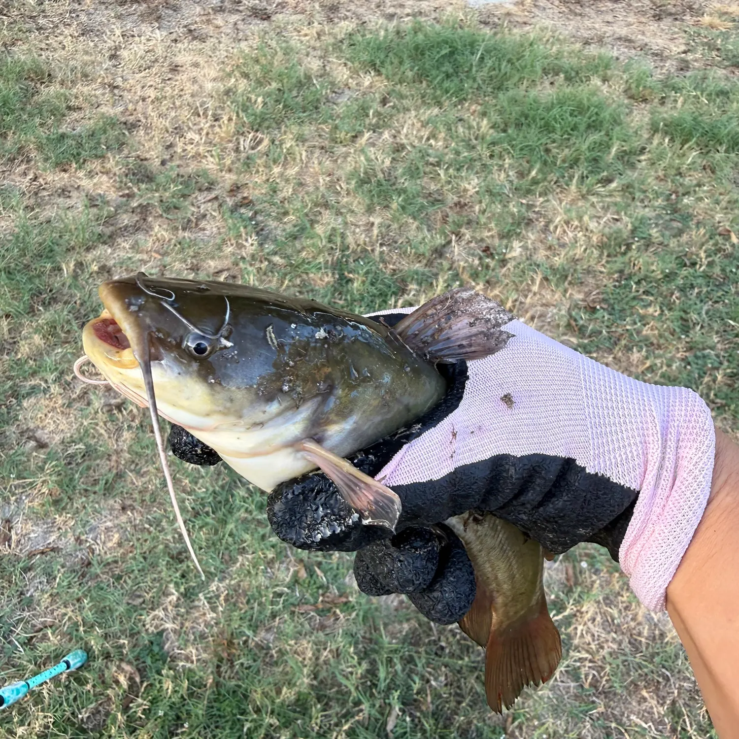 Black bullhead caught on Fishbrain