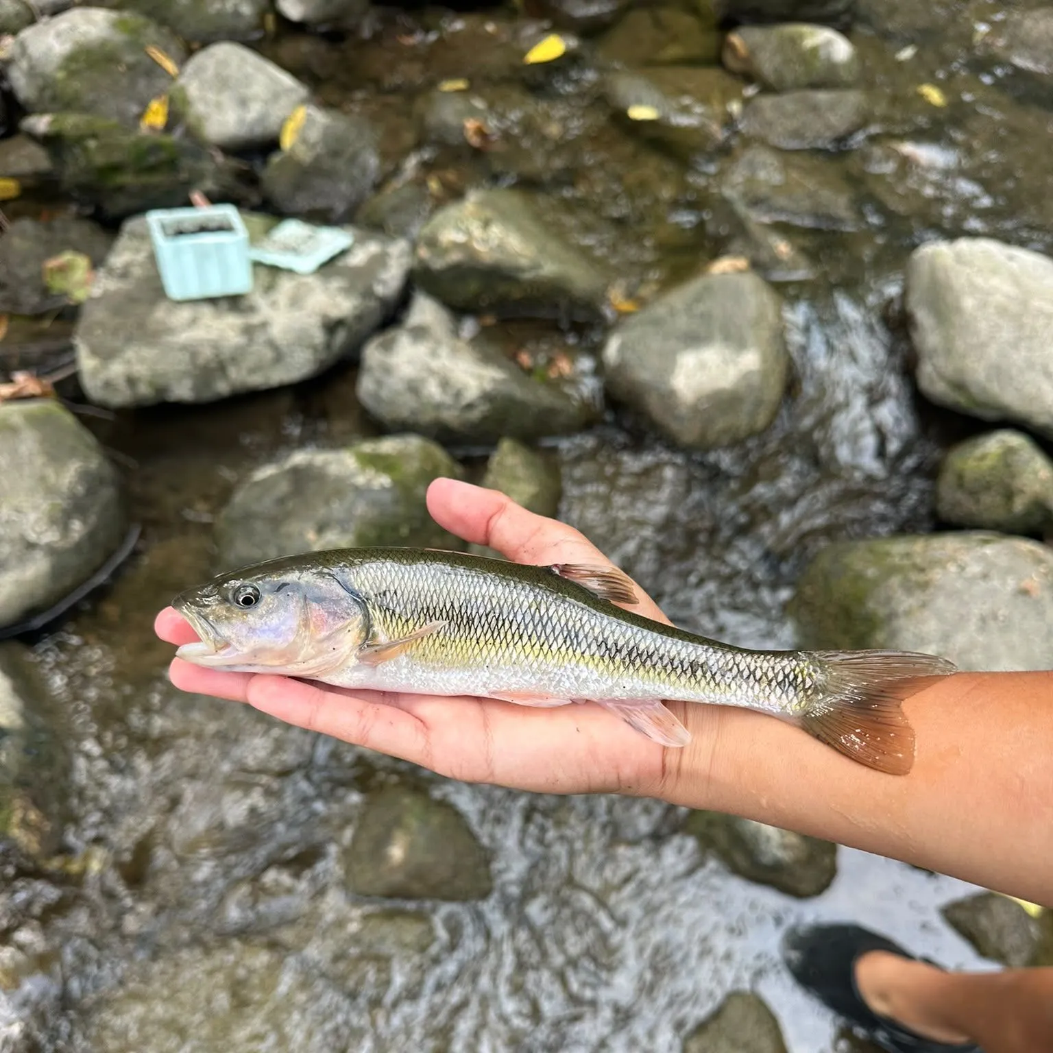 Creek chub caught on Fishbrain