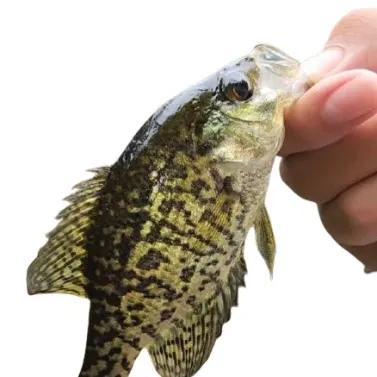 Black crappie caught on Fishbrain