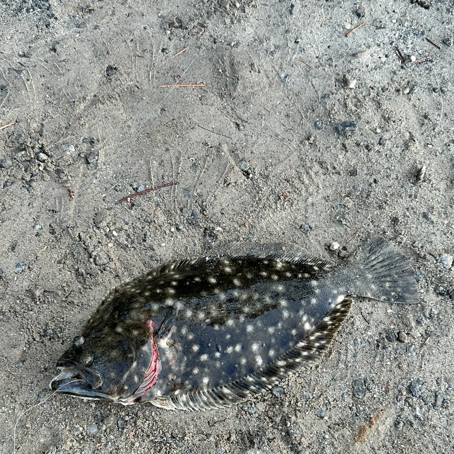 The most recent Southern flounder catches on Fishbrain