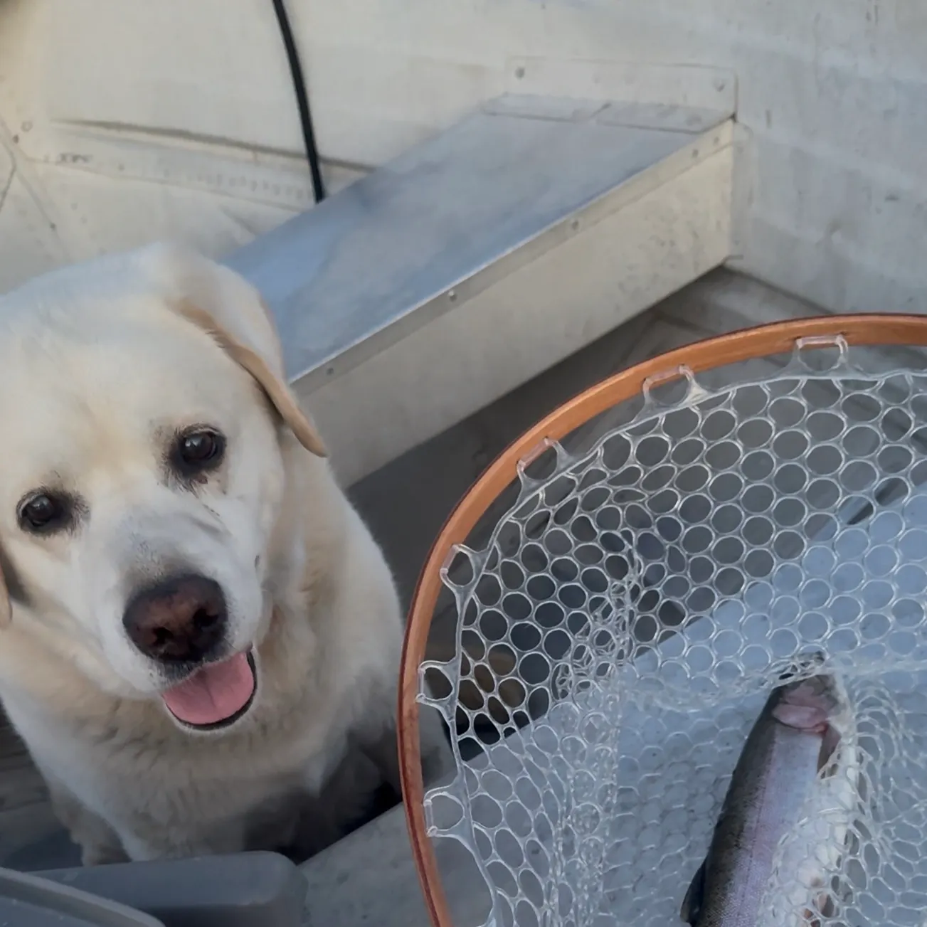 Rainbow trout caught on Fishbrain