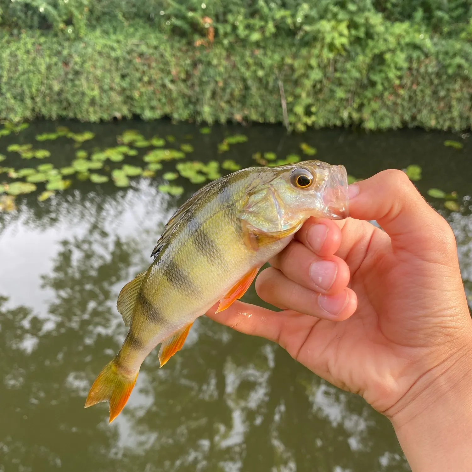 European perch caught on Fishbrain