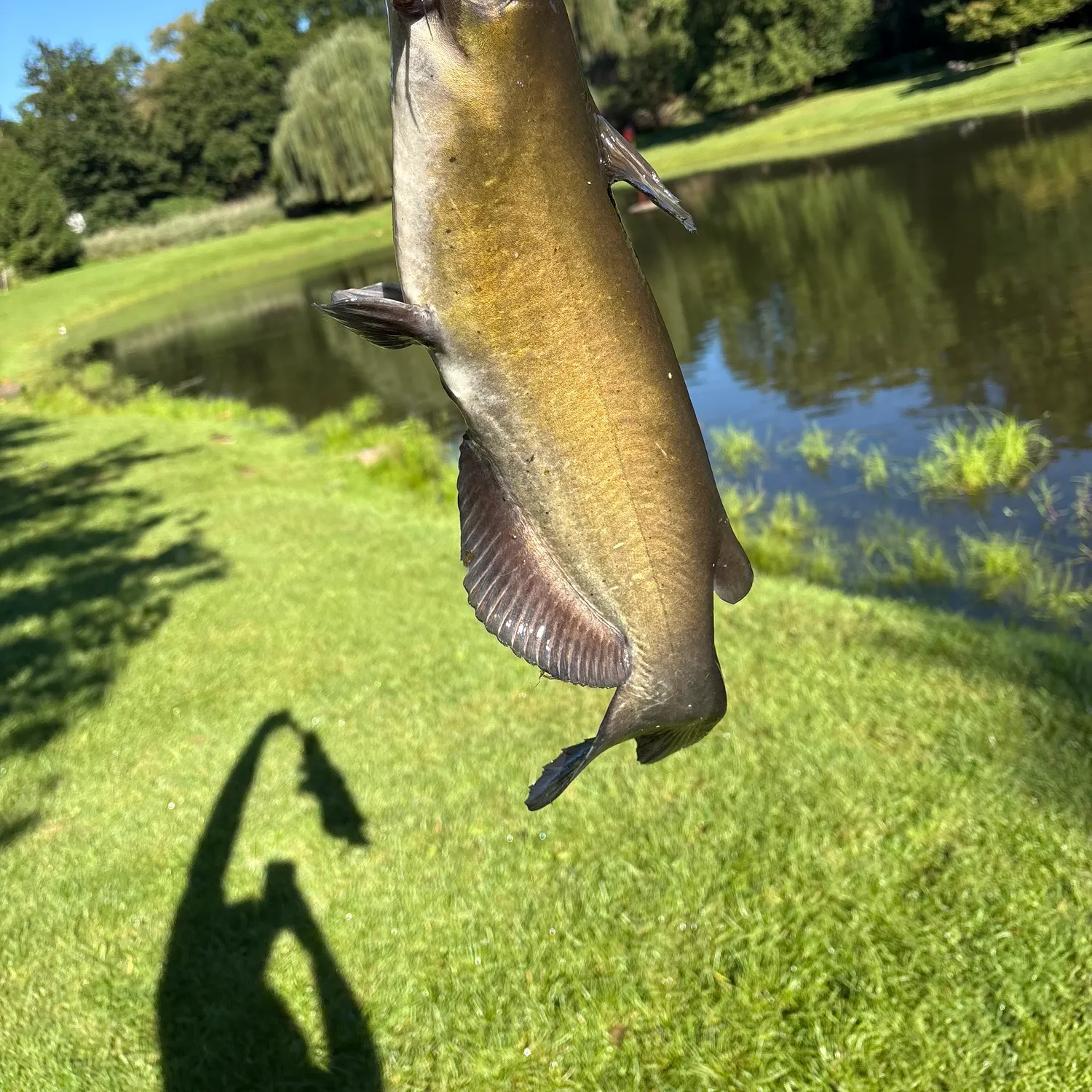 Channel catfish caught on Fishbrain