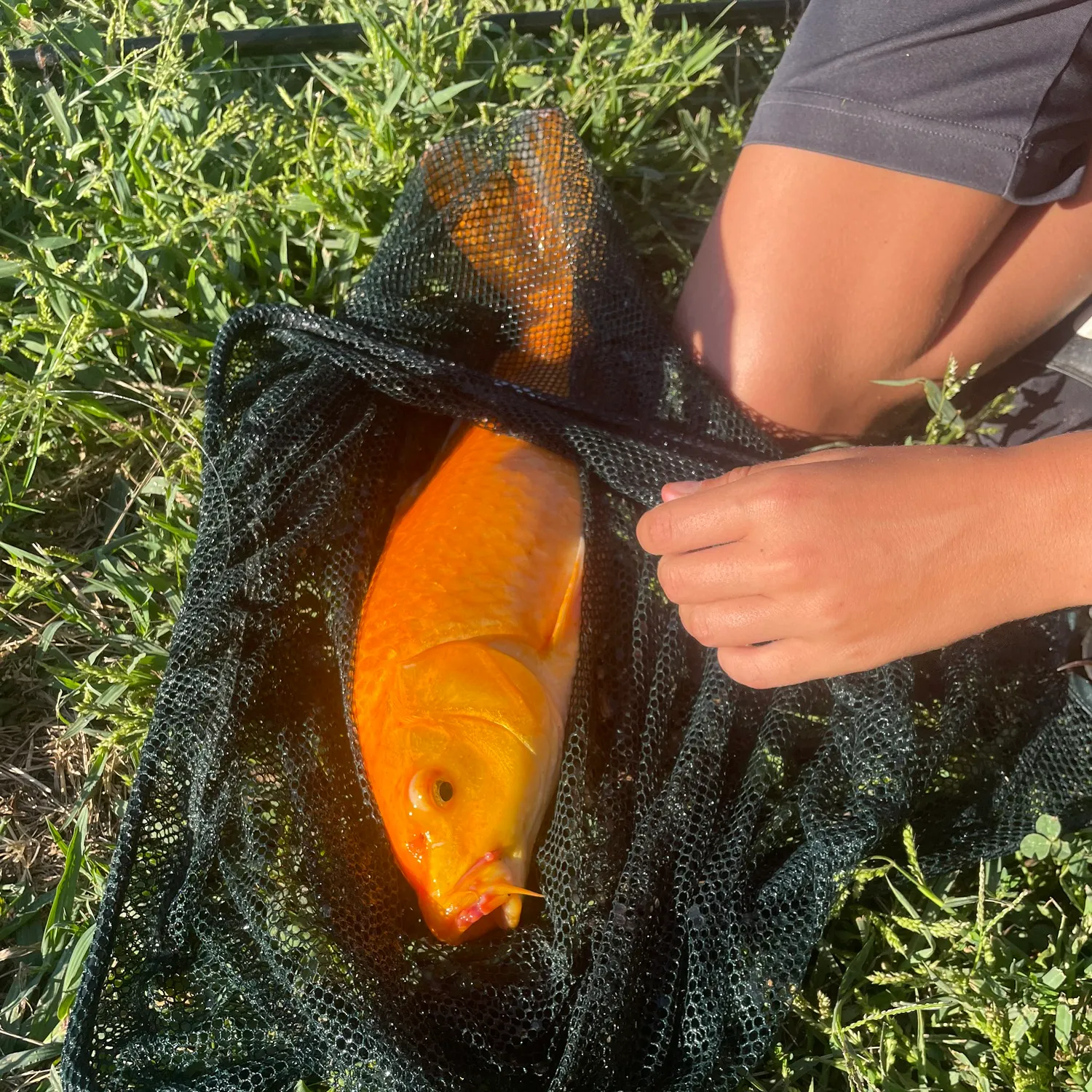 Fish caught on Fishbrain
