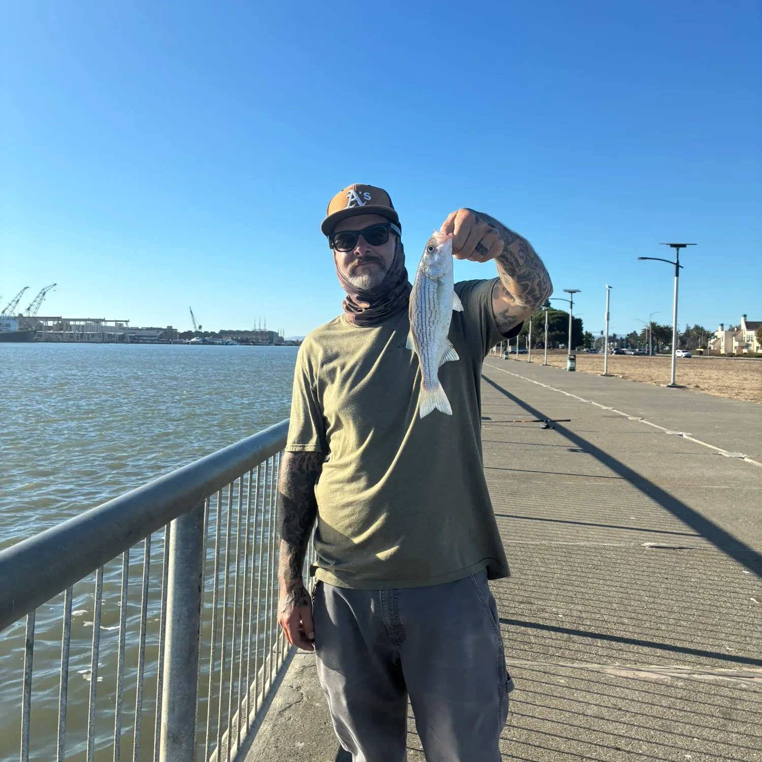 Striped bass caught on Fishbrain