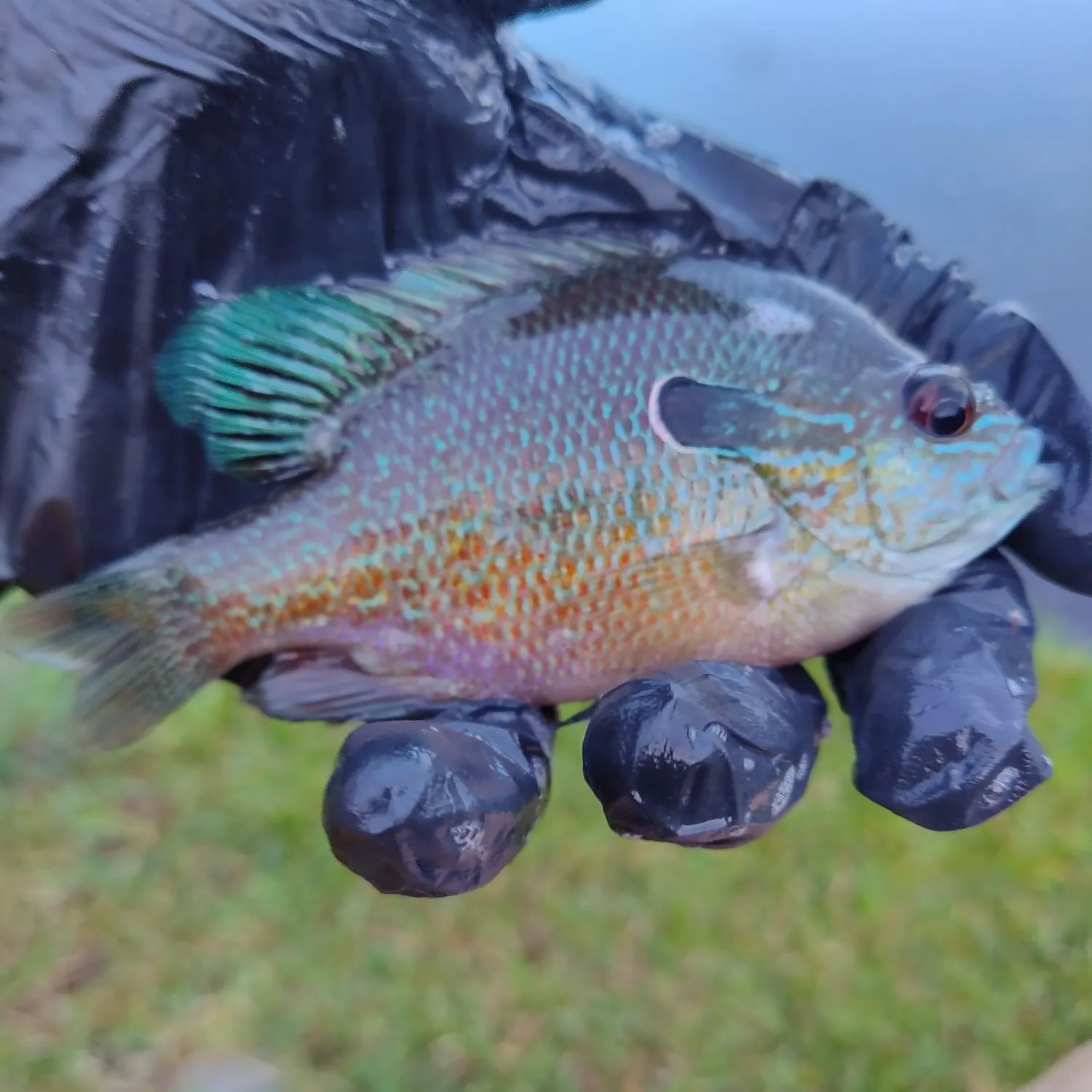 The most recent Longear sunfish catches on Fishbrain