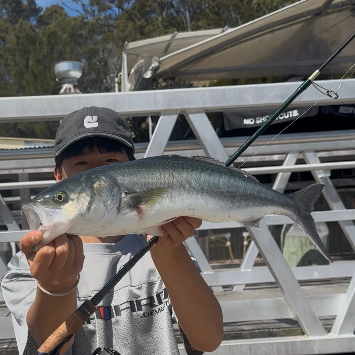 Eastern Australian salmon caught on Fishbrain