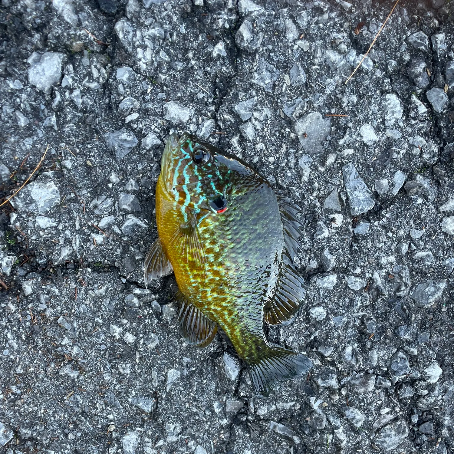Pumpkinseed caught on Fishbrain