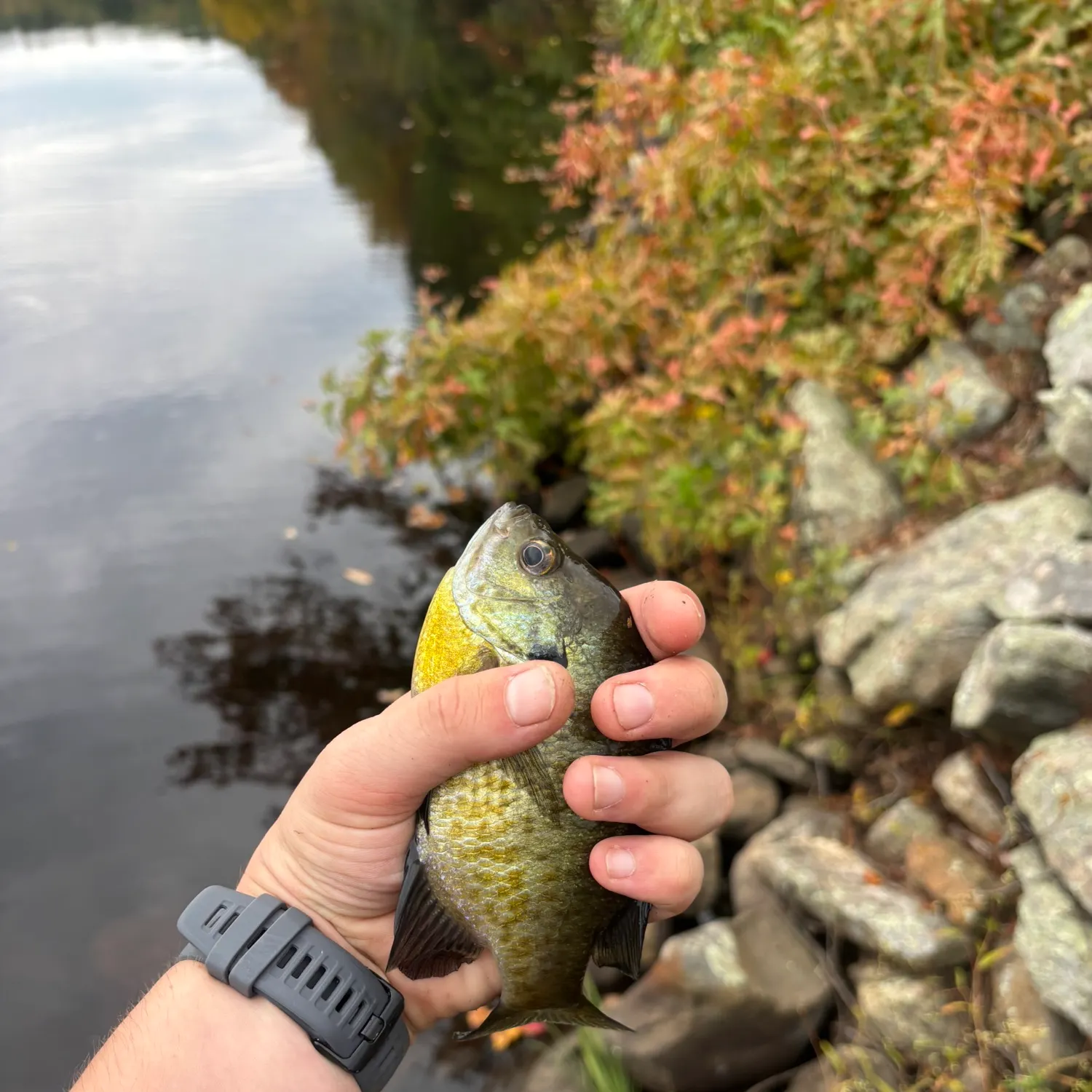 Bluegill caught on Fishbrain