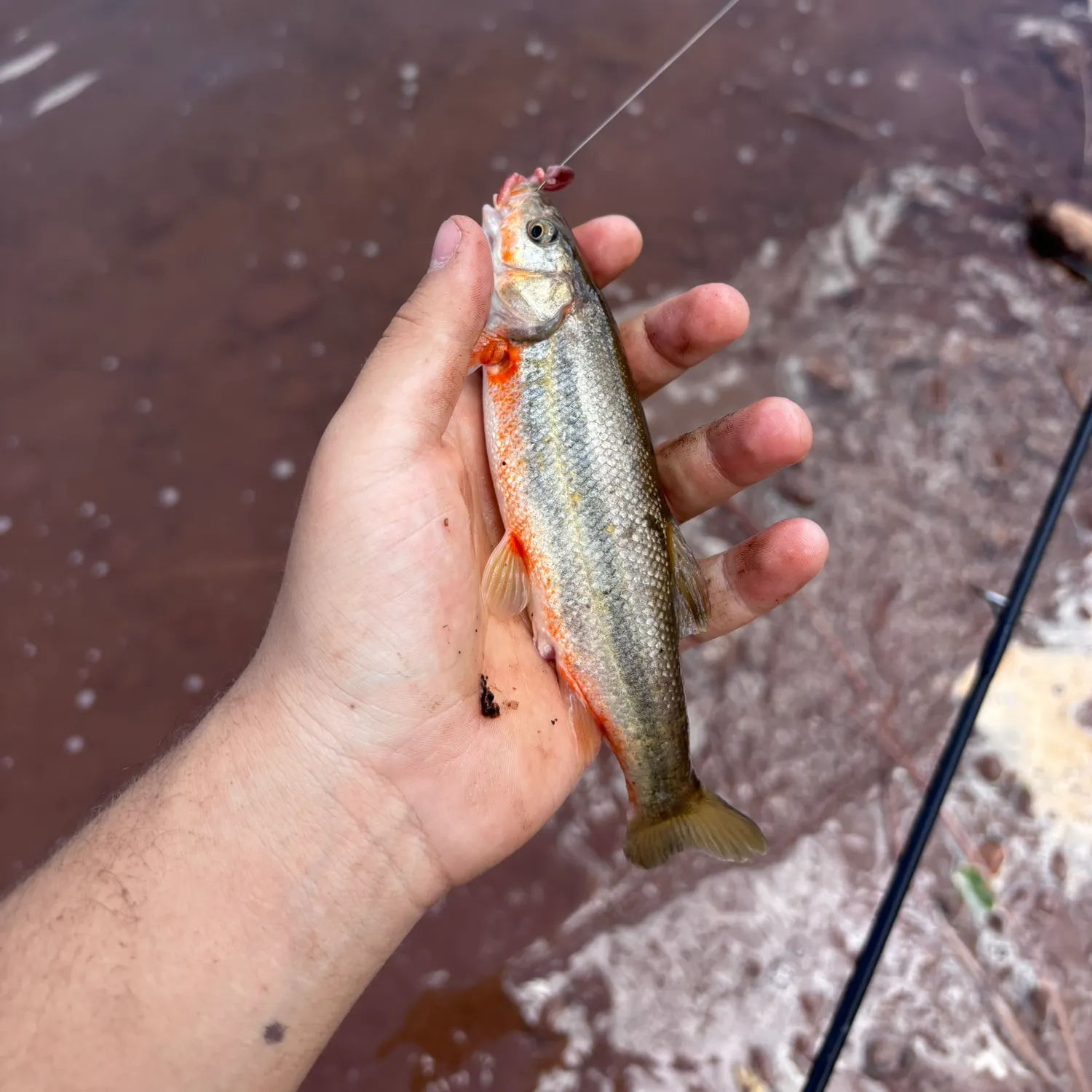 The most recent Rio Grande chub catches on Fishbrain
