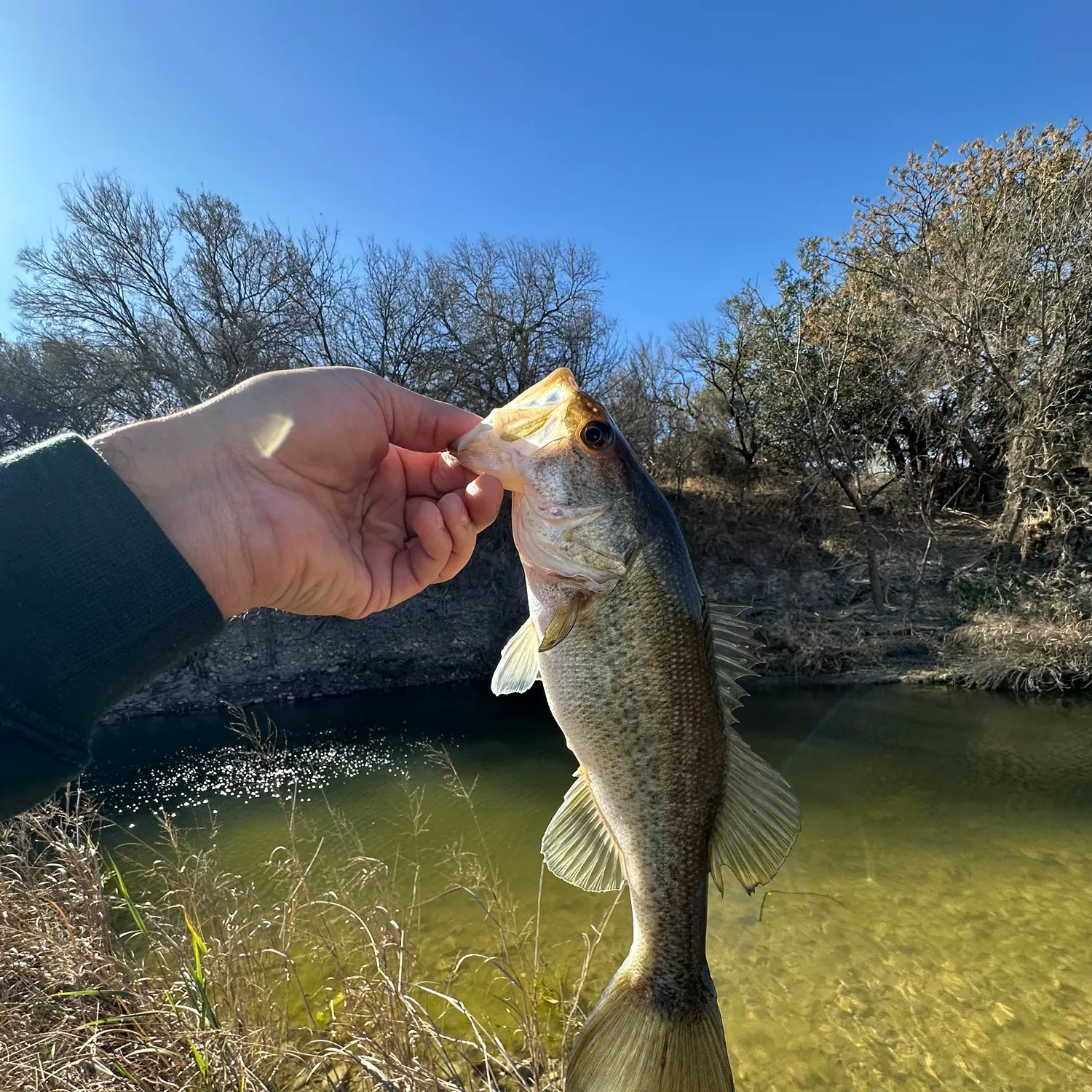 The most recent Smallmouth bass catches on Fishbrain