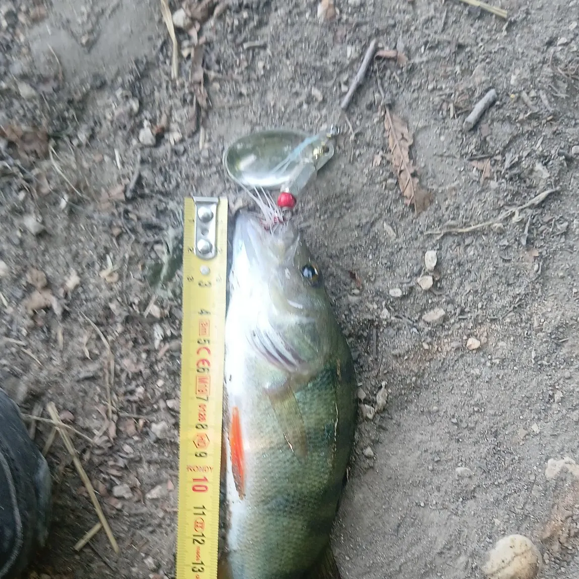 European perch caught on Fishbrain