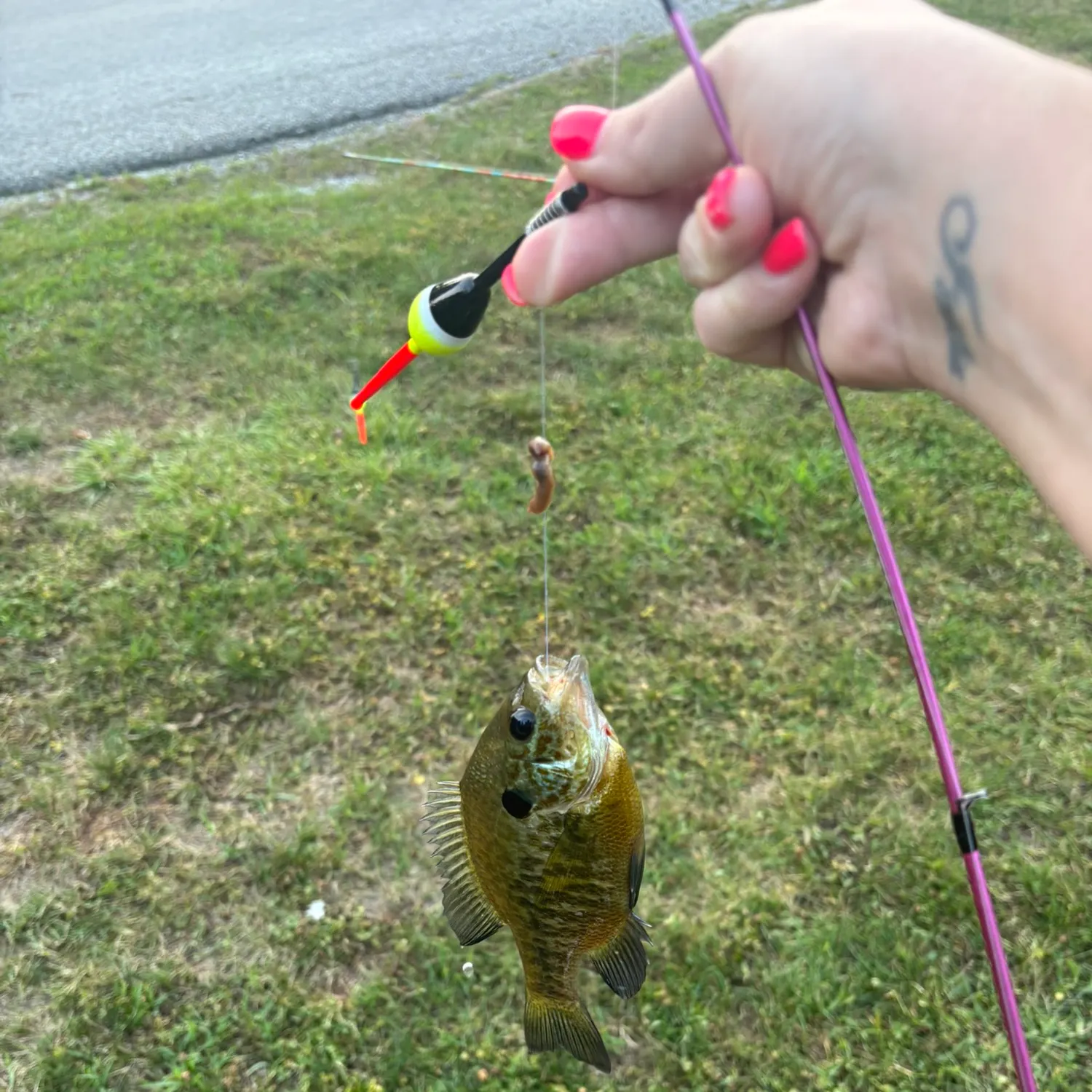Bluegill caught on Fishbrain