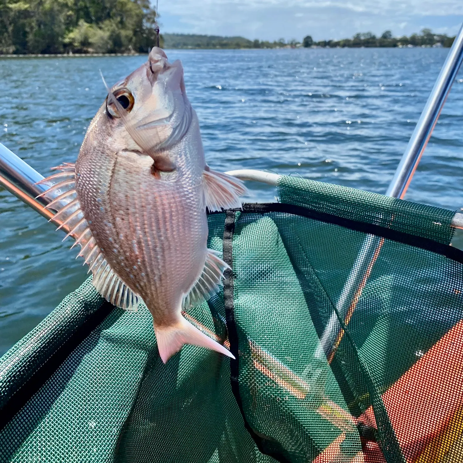 The most recent Southern black bream catches on Fishbrain