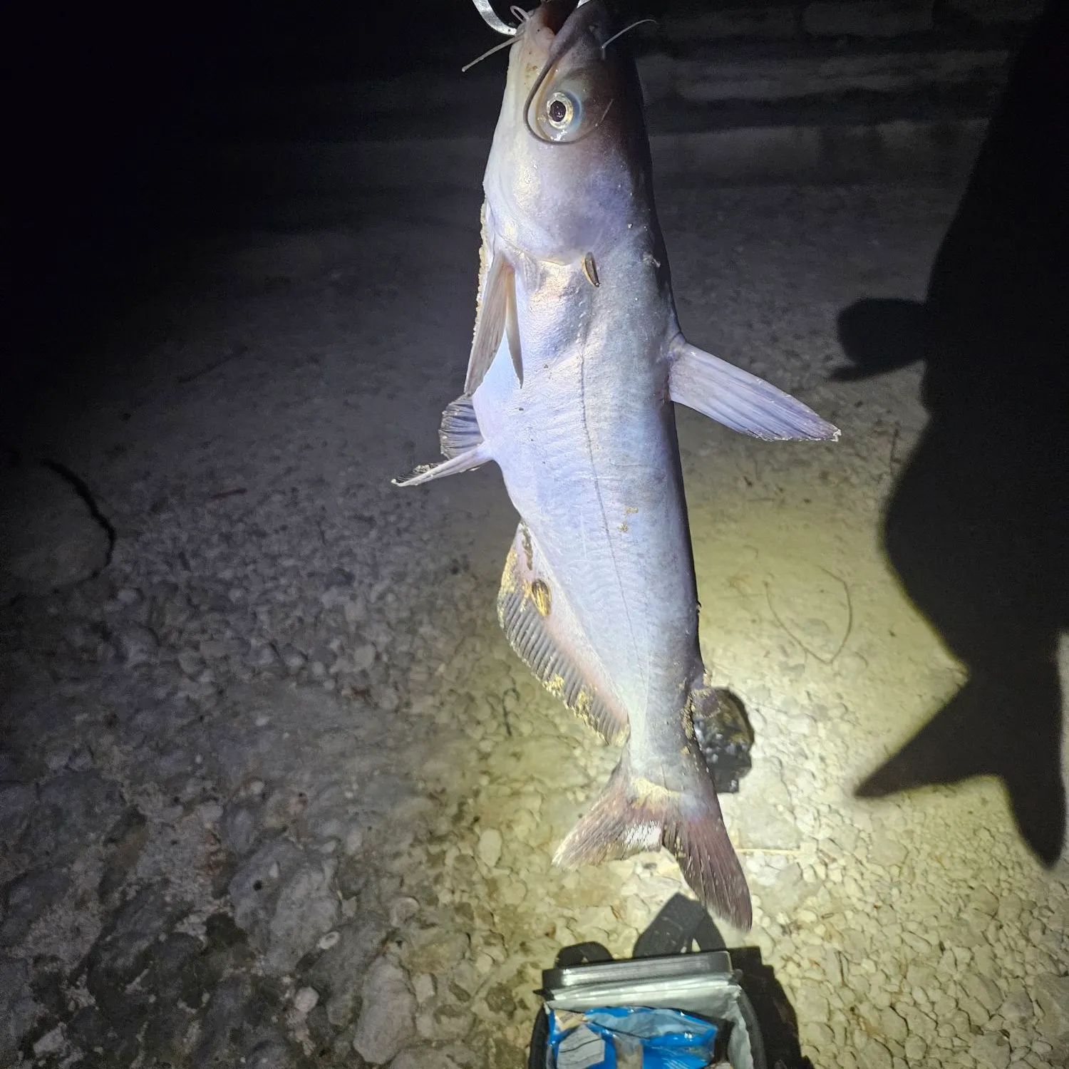 Blue catfish caught on Fishbrain