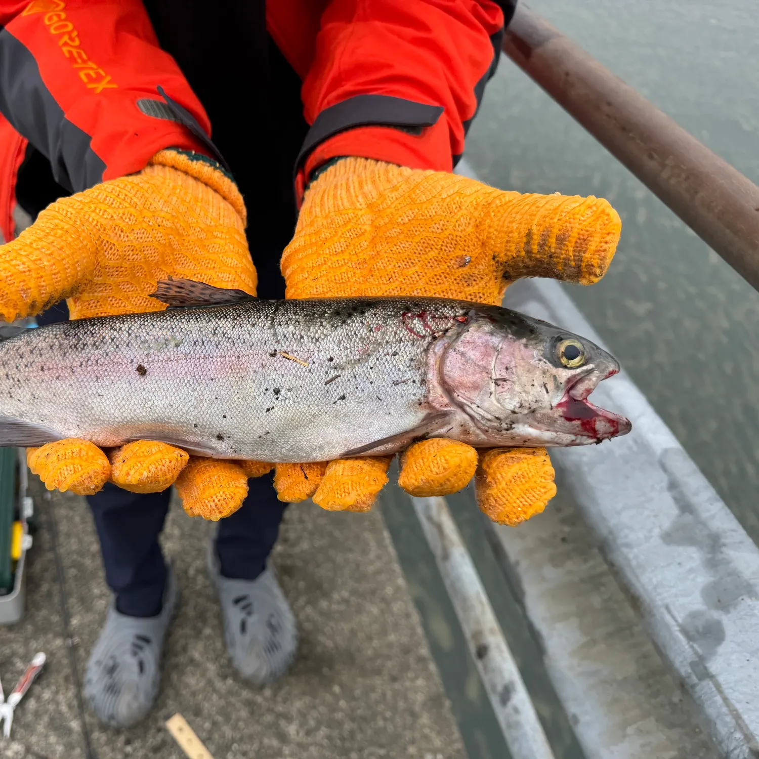 Rainbow trout caught on Fishbrain