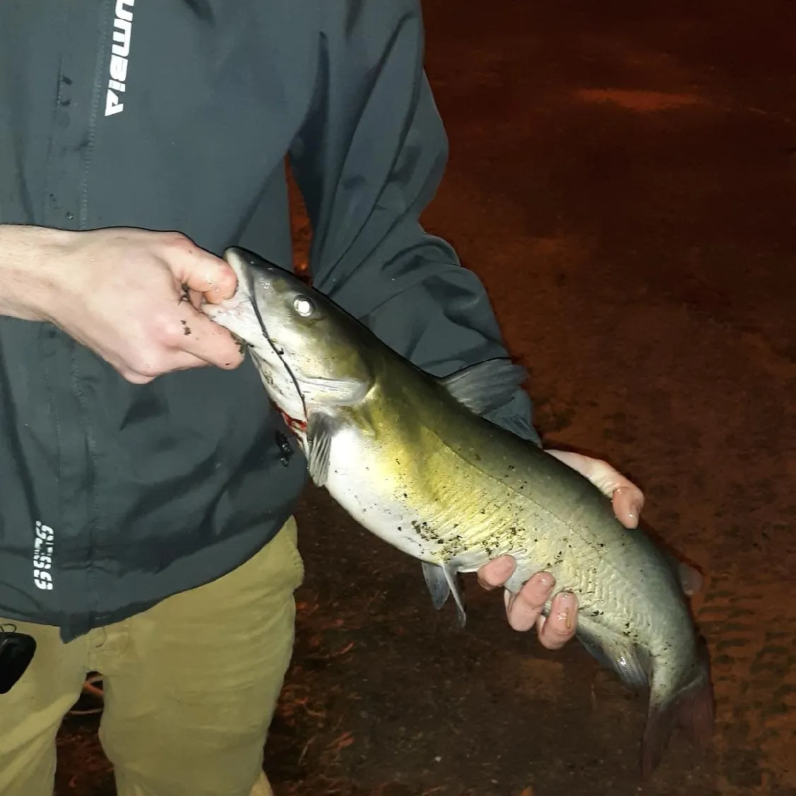 Channel catfish caught on Fishbrain