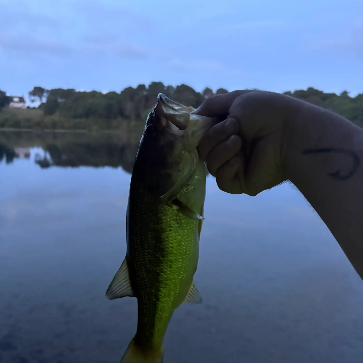 Largemouth bass caught on Fishbrain