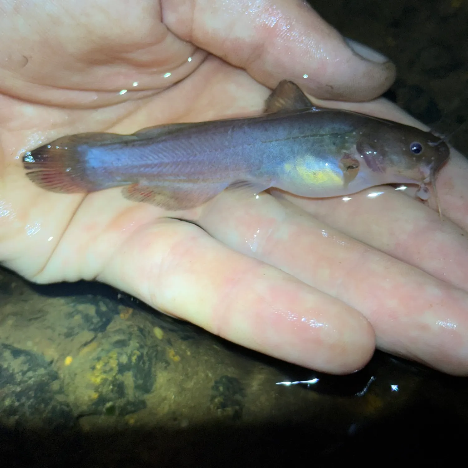 The most recent Brown madtom catches on Fishbrain