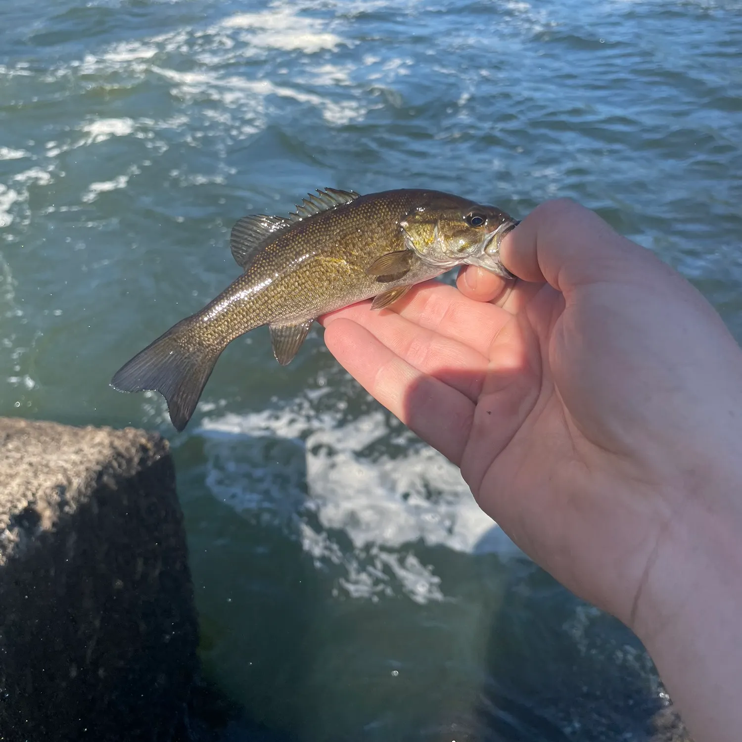 Smallmouth bass caught on Fishbrain
