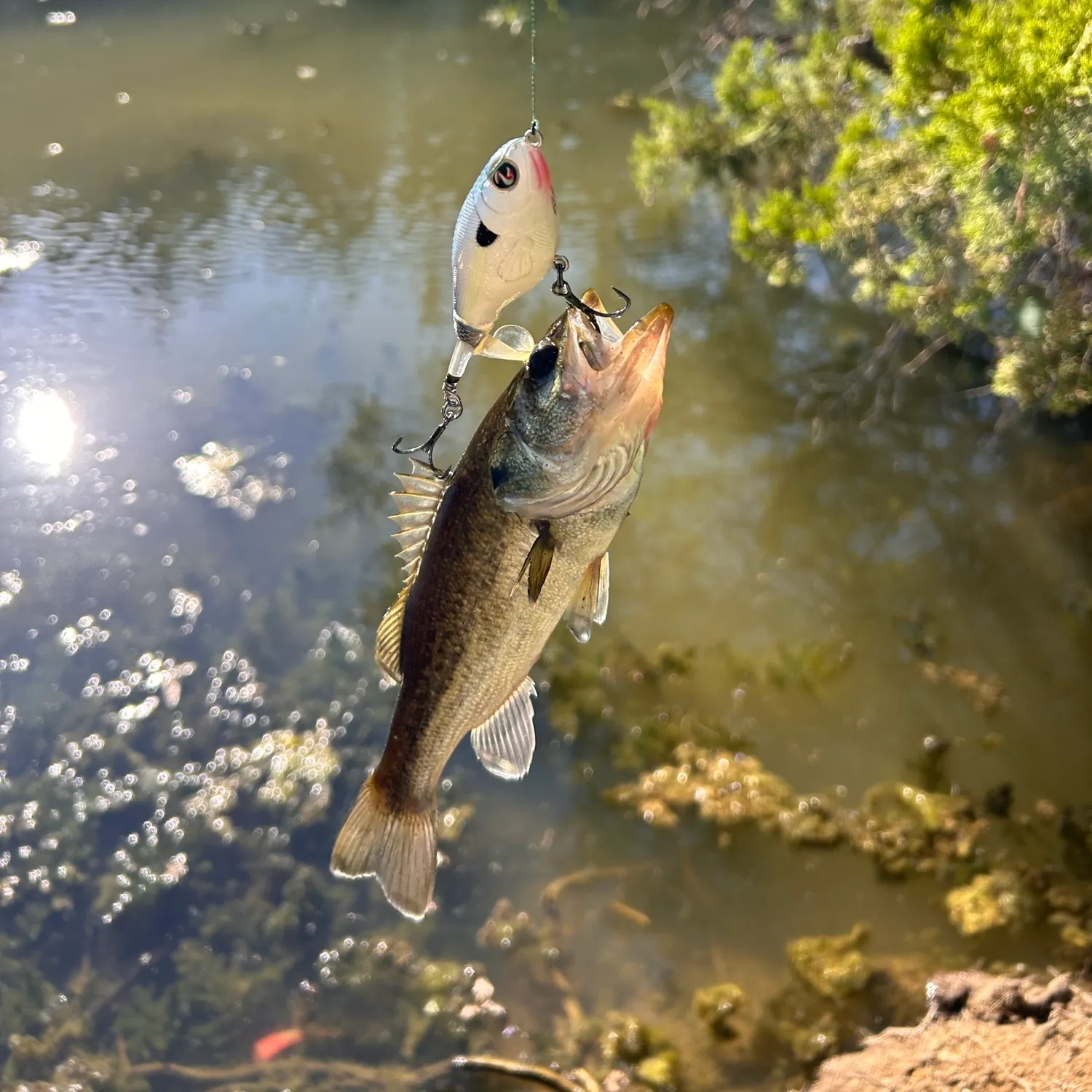 Largemouth bass caught on Fishbrain