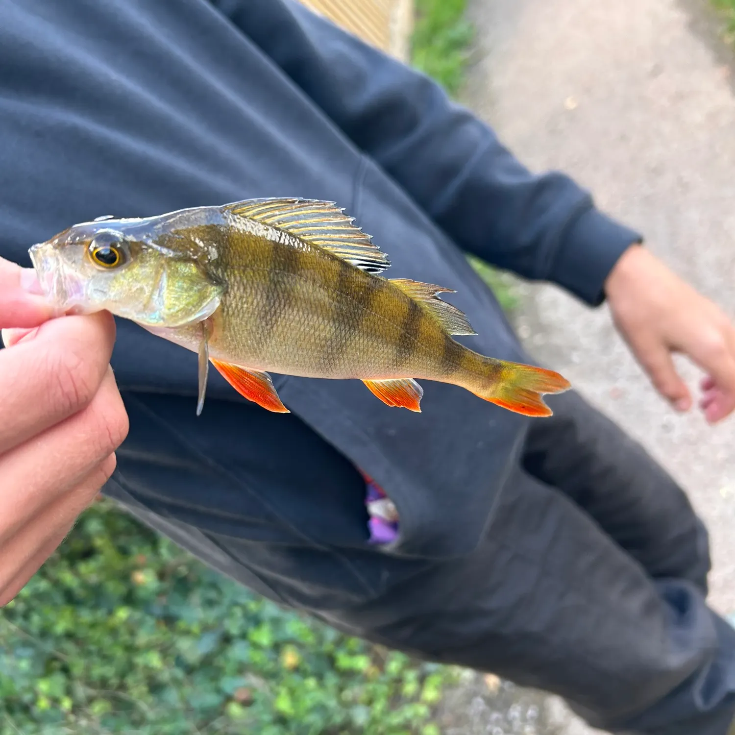 European perch caught on Fishbrain