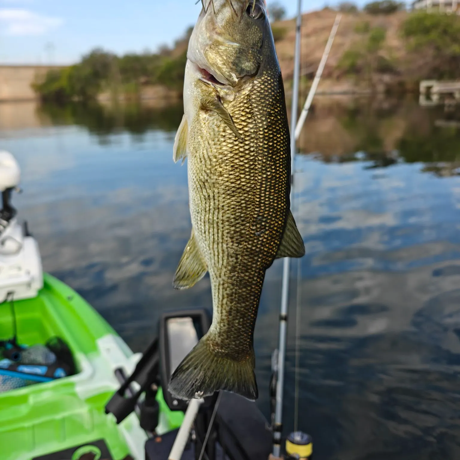 Spotted bass caught on Fishbrain