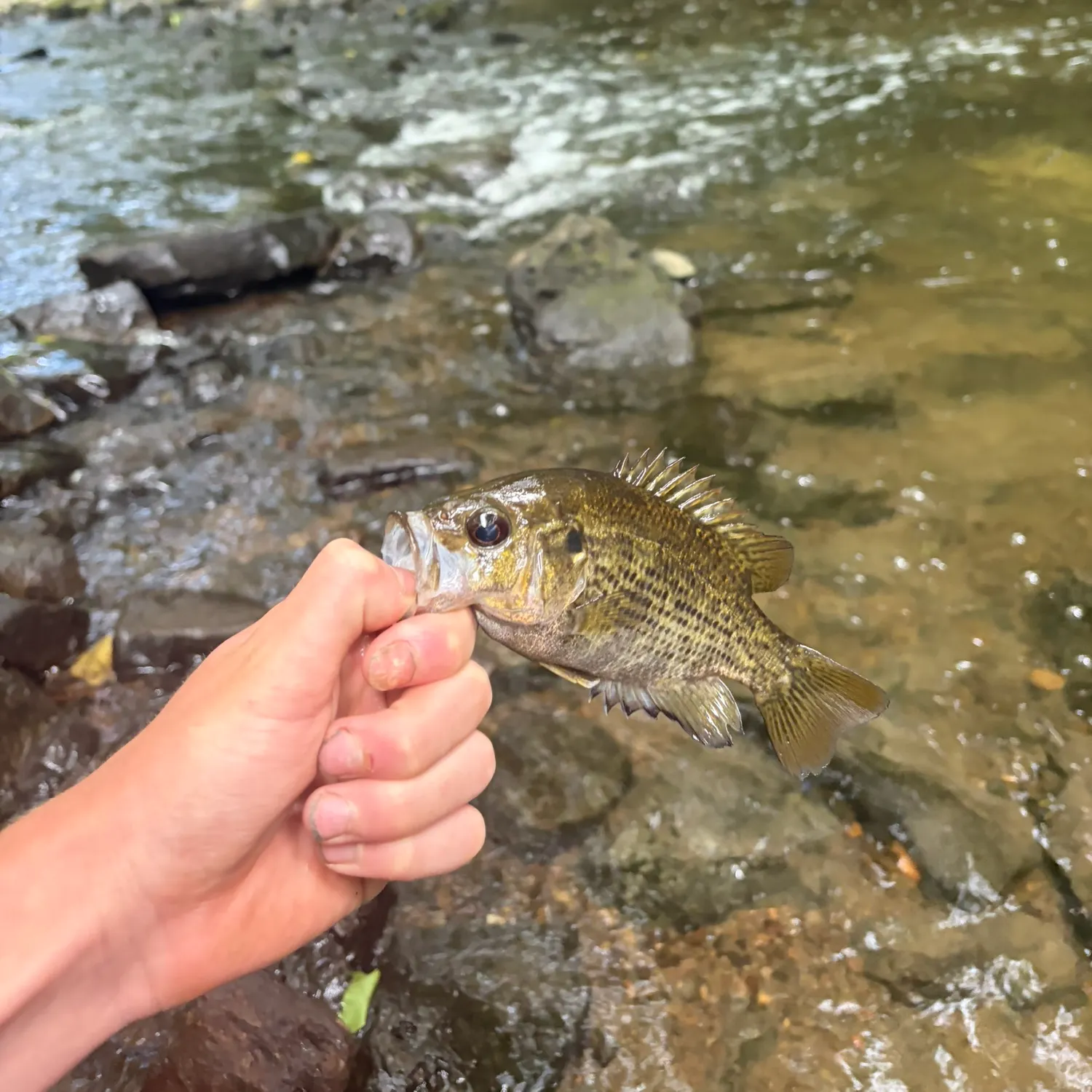 Rock bass caught on Fishbrain