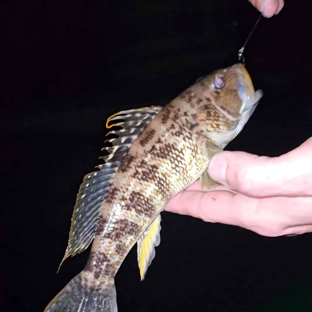 The most recent Rock sea bass catches on Fishbrain