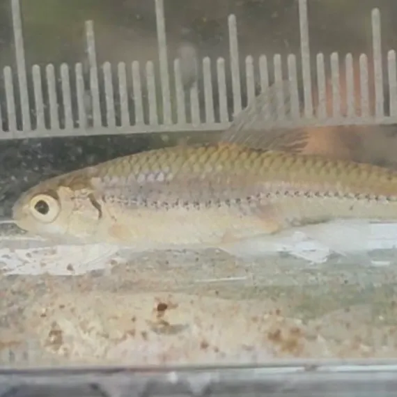 The most recent Plains sand shiner catches on Fishbrain