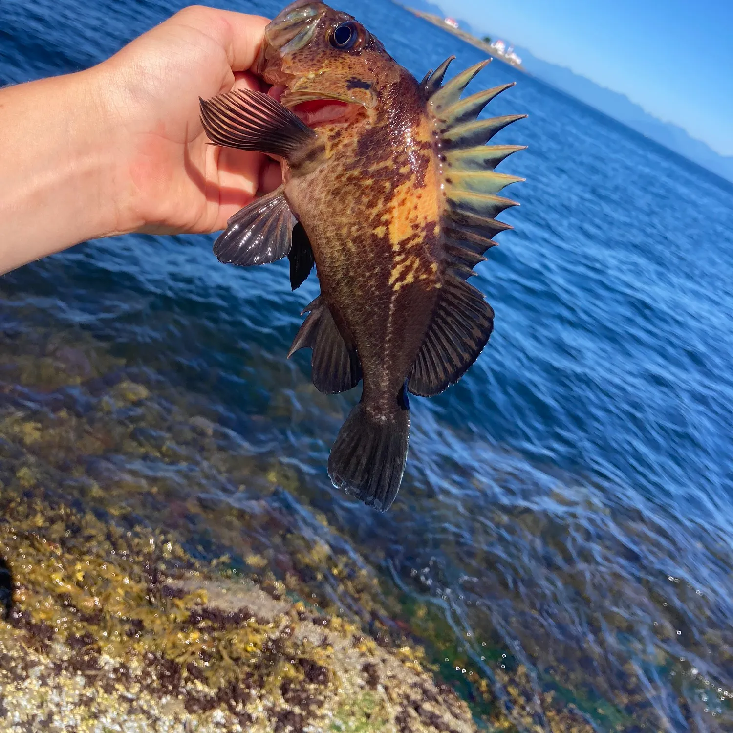 The most recent Quillback rockfish catches on Fishbrain